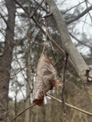 Callosamia promethea