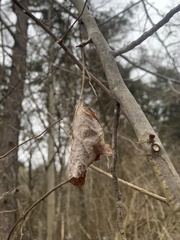 Callosamia promethea