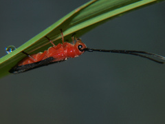 Oberea trigonalis
