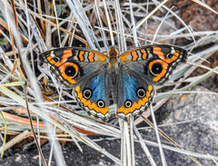 Junonia genoveva