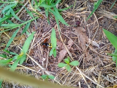 Scolia fuciformis