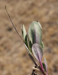 Senecio ruwenzoriensis