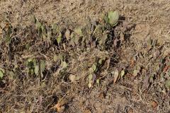 Senecio ruwenzoriensis