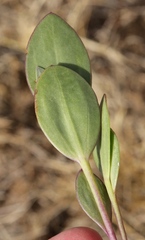Senecio ruwenzoriensis