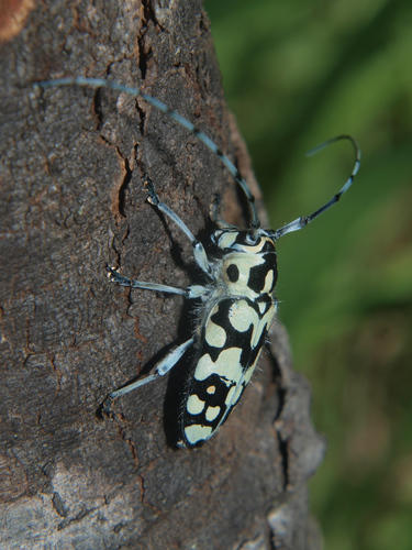 Freadelpha confluens