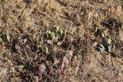 Senecio ruwenzoriensis