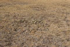 Senecio ruwenzoriensis