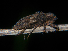 Hecyra terrea
