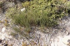 Hypodiscus procurrens