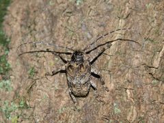 Dichostates compactus compactus