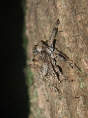 Dichostates compactus compactus