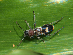 Carinoclytus semiruber
