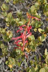 Tritoniopsis antholyza