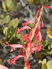 Tritoniopsis antholyza