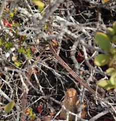 Tritoniopsis antholyza