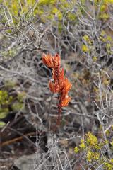 Tritoniopsis antholyza