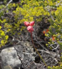 Tritoniopsis antholyza