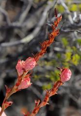 Tritoniopsis antholyza