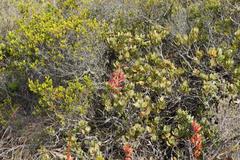 Tritoniopsis antholyza