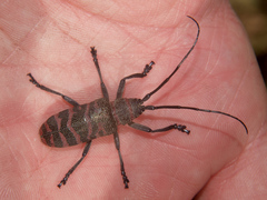 Ceroplesis poggei
