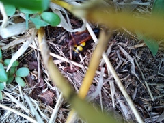 Scolia fuciformis