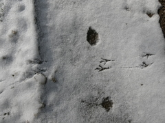 Turdus merula merula