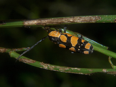 Tragocephala pretiosa