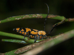 Tragocephala pretiosa