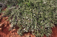 Ceanothus roderickii