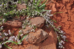 Ceanothus roderickii