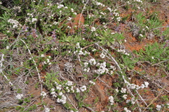 Ceanothus roderickii