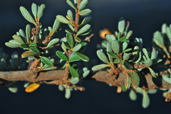 Ceanothus roderickii