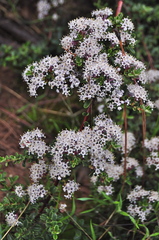 Ceanothus roderickii