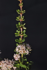 Ceanothus roderickii