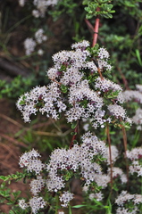Ceanothus roderickii