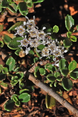 Ceanothus roderickii