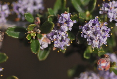 Ceanothus roderickii