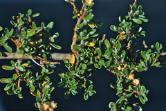 Ceanothus roderickii