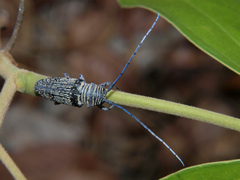 Zographus lineatus