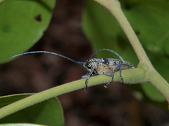 Zographus lineatus