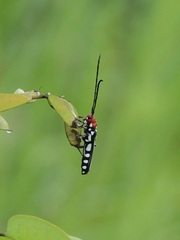 Leuconitocris leucostigma