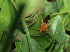 Leuconitocris nigricornis