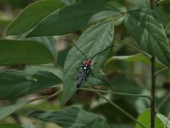 Leuconitocris leucostigma