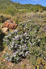 Ceanothus sonomensis