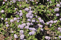 Ceanothus sonomensis