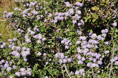 Ceanothus sonomensis