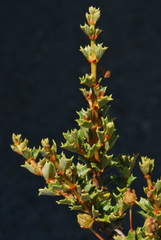 Ceanothus sonomensis