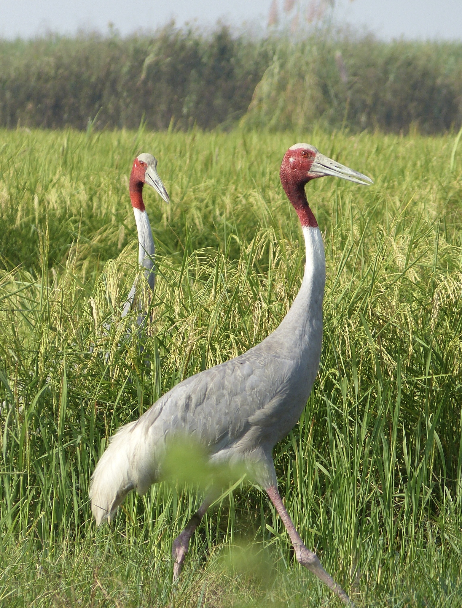 Sarus Crane