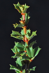 Ceanothus sonomensis