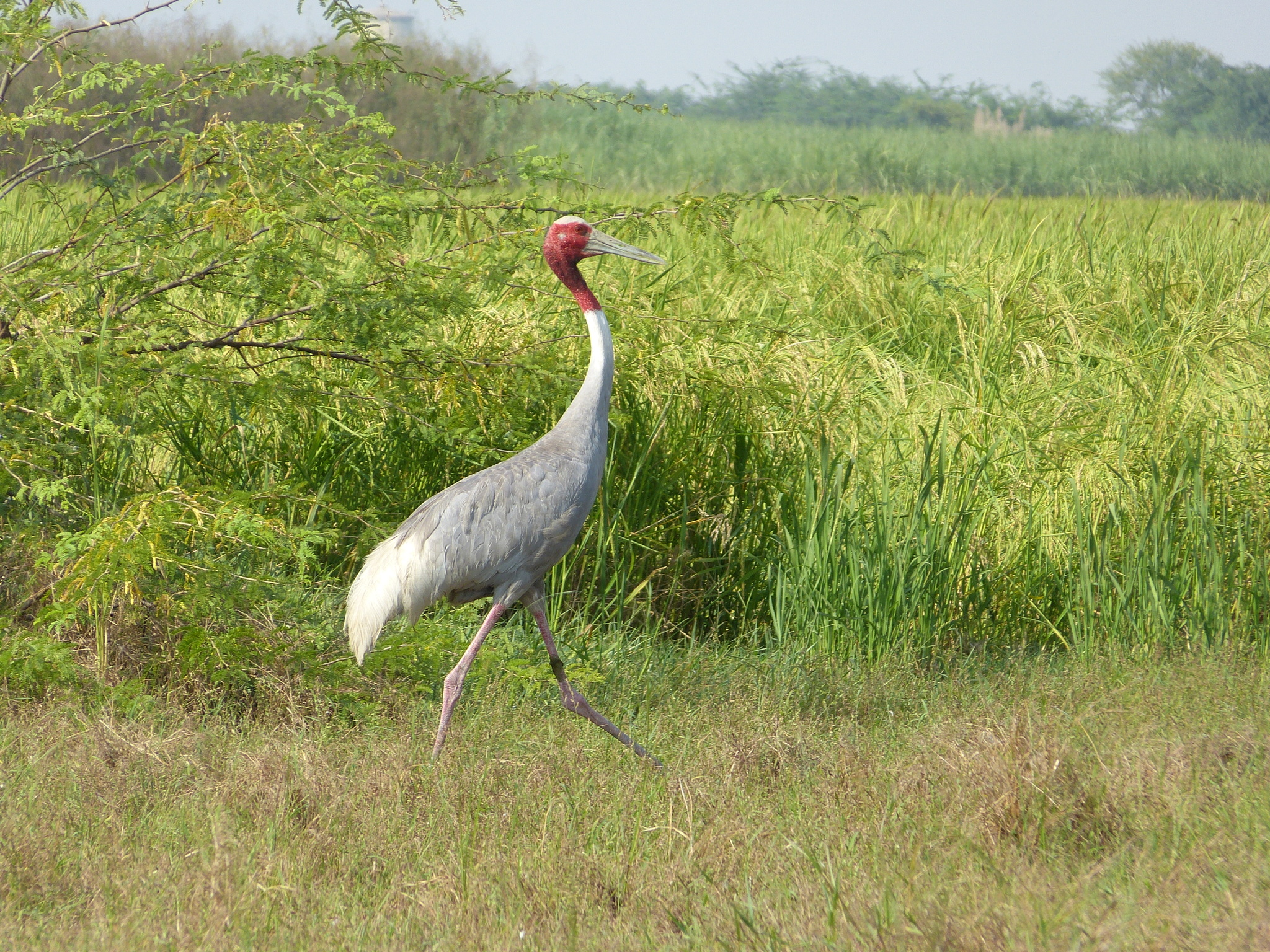 Sarus Crane